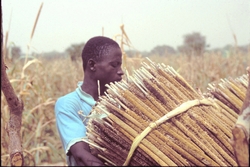 Récolte des épis de mil au Burkina