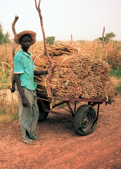 Charrette de mil au Burkina