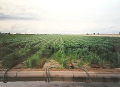 Rizières dans la Vallée du Sourou au Burkina