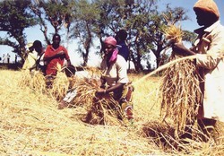 Récolte des céréales au Mali