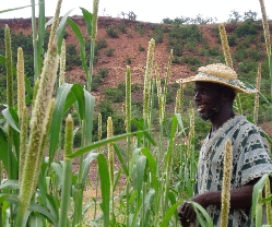 Paysan dans un champ de mil, variété améliorée